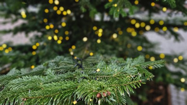 Kerstmorgendienst